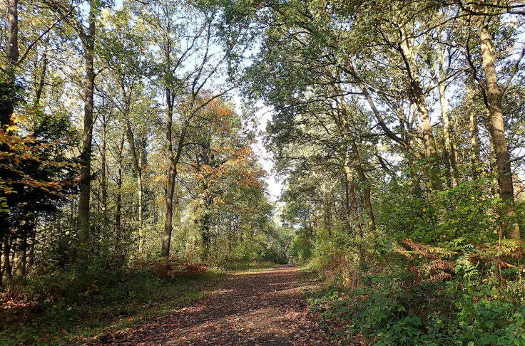 Aldenham Woods