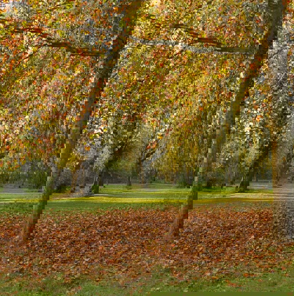 Average Pension Chelmsford